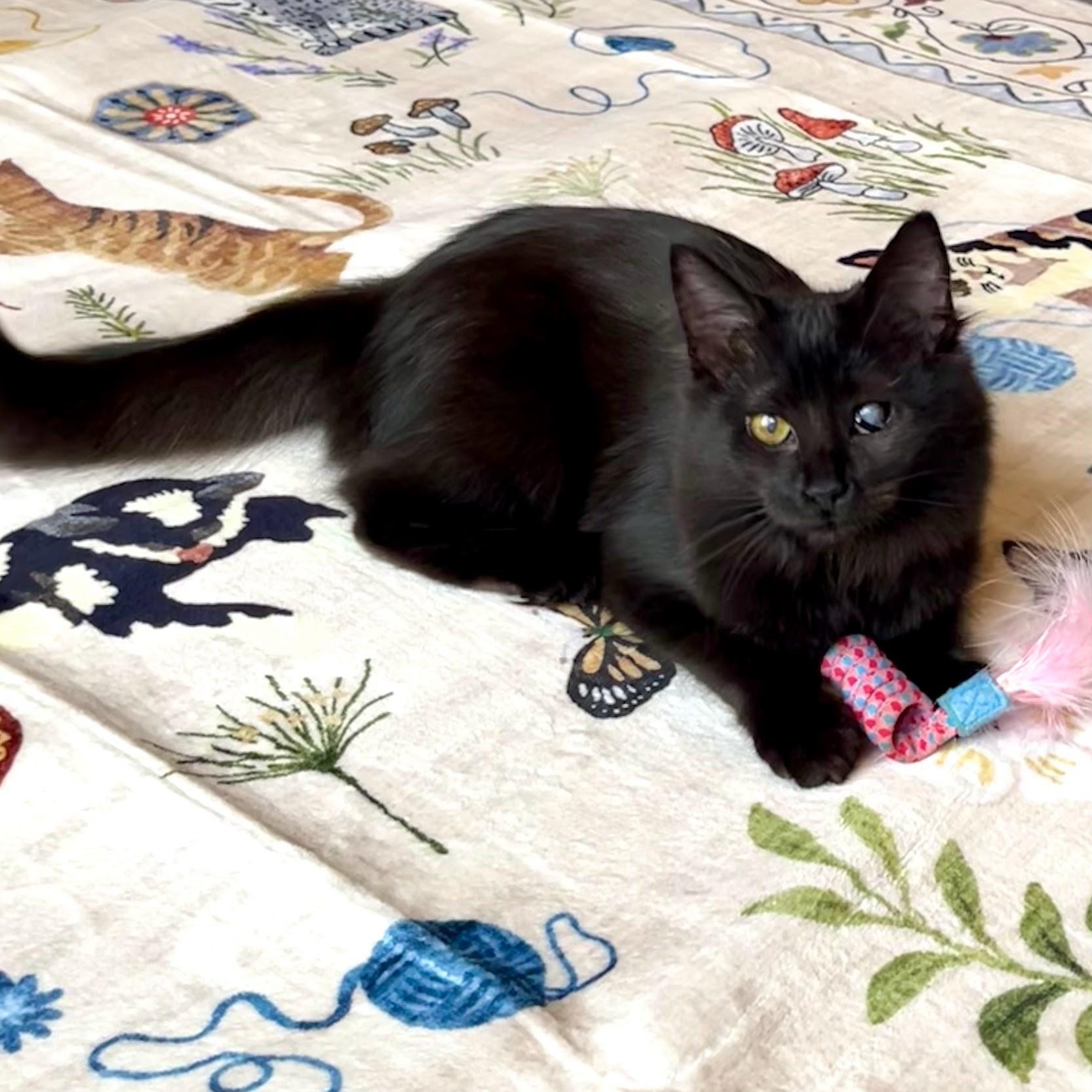 Lillian & Edith Bonded Sisters, a Adoptable Domestic Long Hair in Charlotte, NC image 6/6