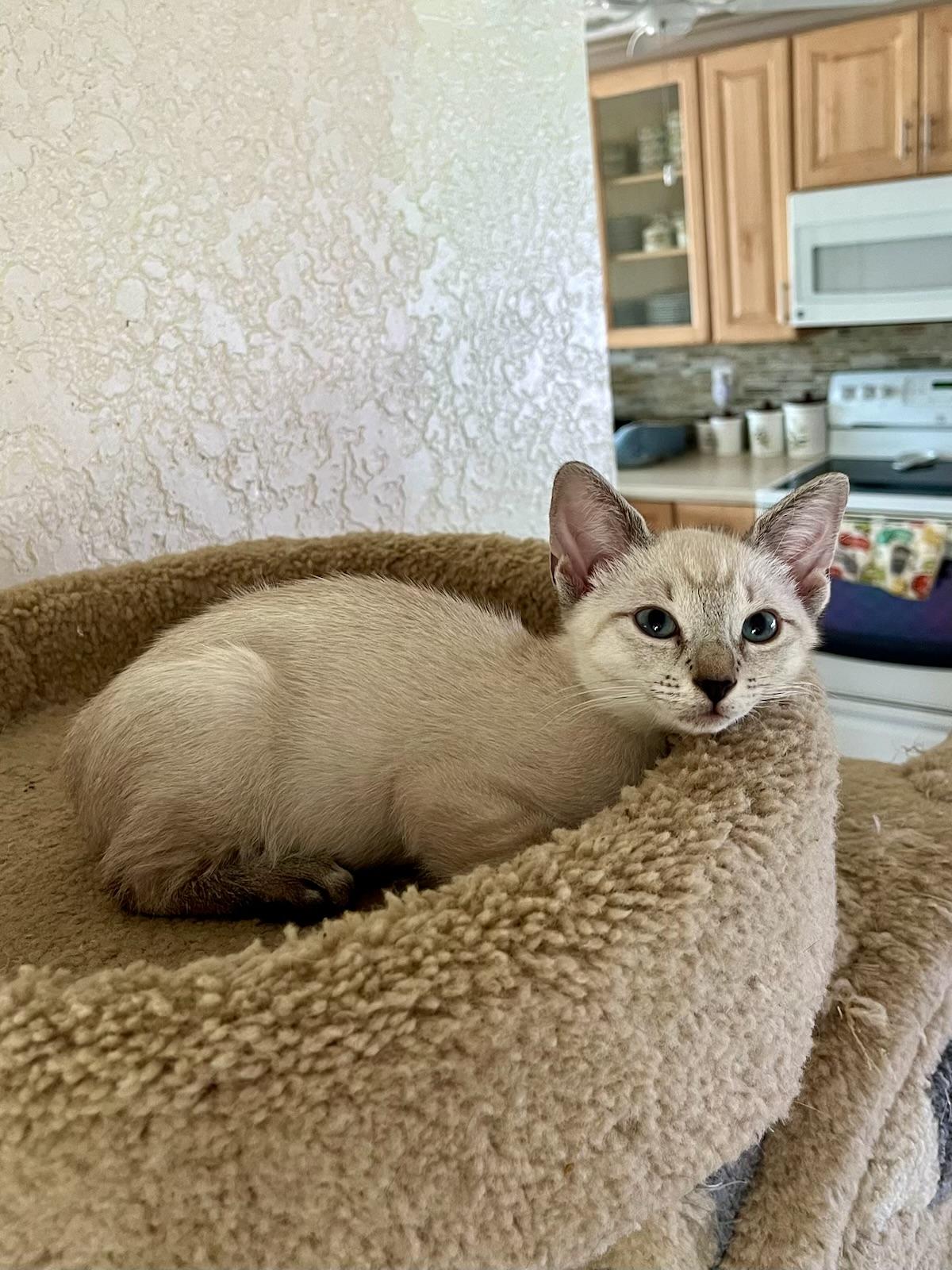 Toasty & Bruce BONDED