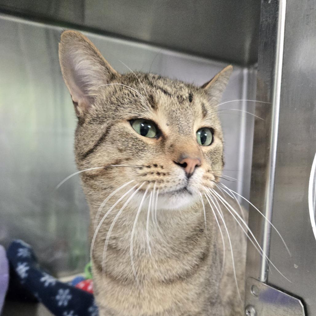 Mel, Adoptable, Adult Male Domestic Short Hair.