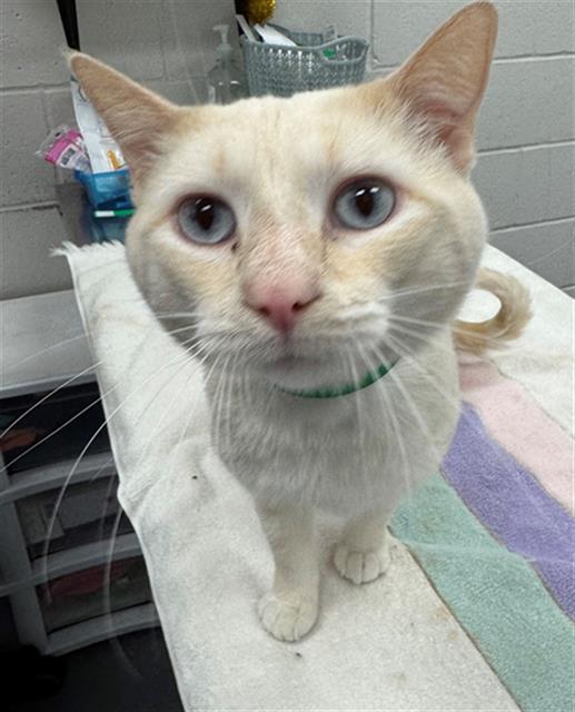 POTATO, Adoptable, Adult Male Siamese & Domestic Short Hair.