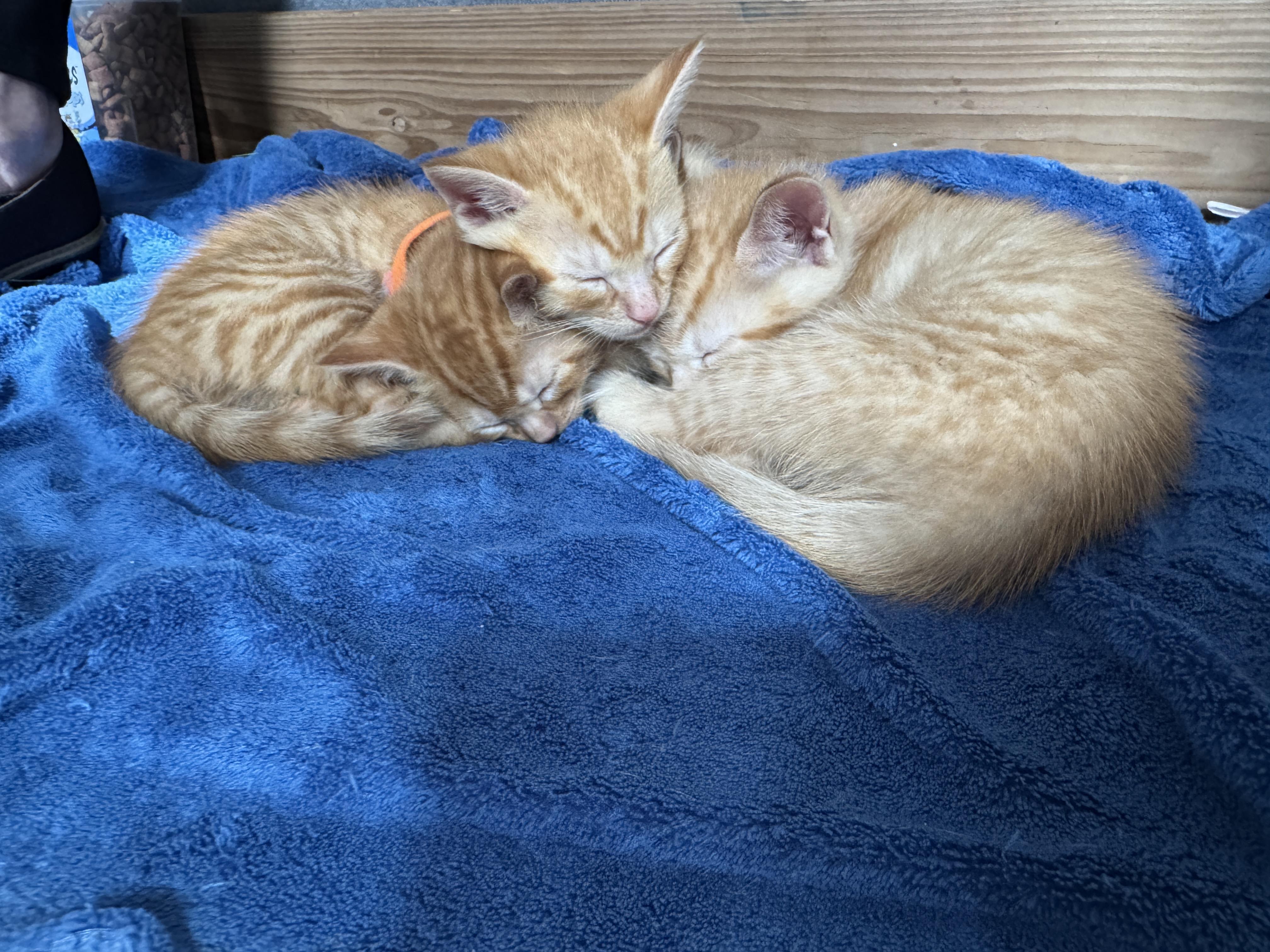 SPARKY & TORCH, an adopted American Shorthair in Southbridge , MA image 1/4