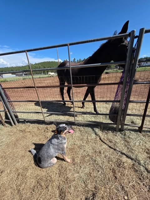Enlarge Precious, a Adoptable Australian Cattle Dog / Blue Heeler in Chino valley, AZ image 2/3