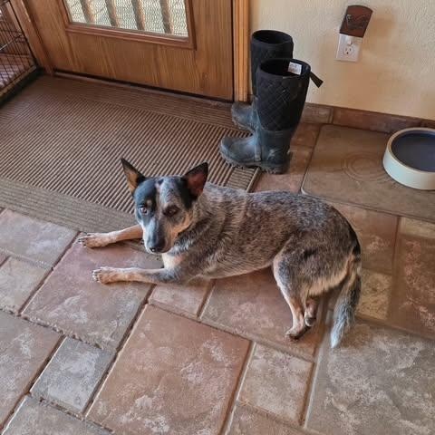 Enlarge Precious, a Adoptable Australian Cattle Dog / Blue Heeler in Chino valley, AZ image 1/3