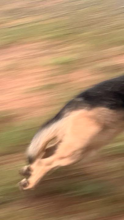 Enlarge Precious, a Adoptable Australian Cattle Dog / Blue Heeler in Chino valley, AZ video 3/3