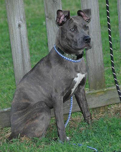 Enlarge Opal, a Adoptable mixed breed in Lake Wylie, SC image 6/6