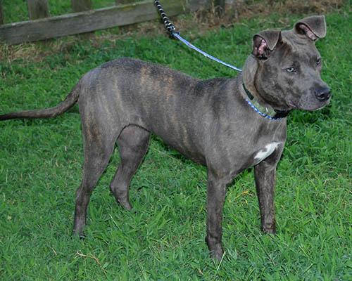 Enlarge Opal, a Adoptable mixed breed in Lake Wylie, SC image 4/6