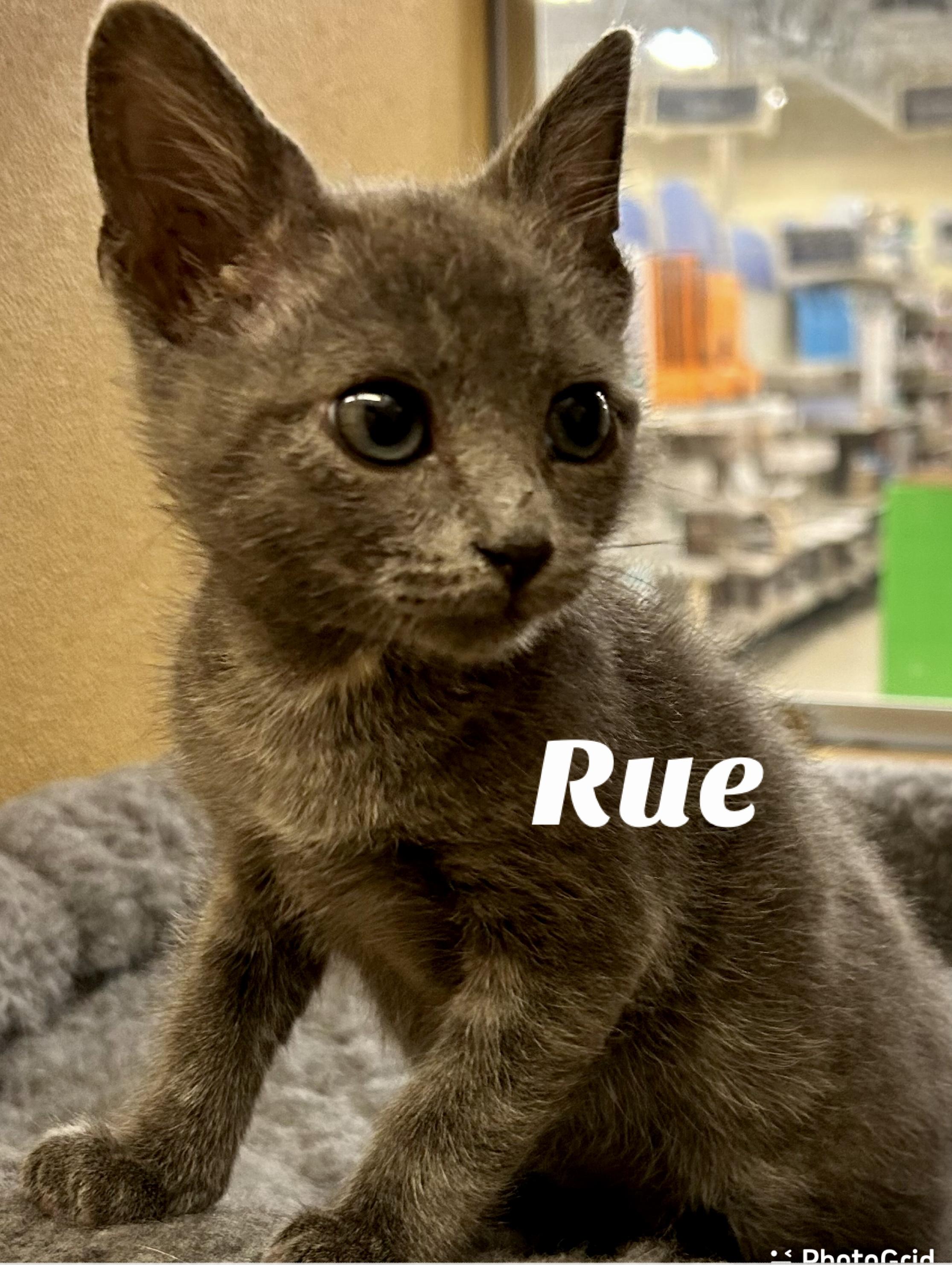 Rue, a Adoptable Domestic Short Hair in Owasso, OK image 2/2