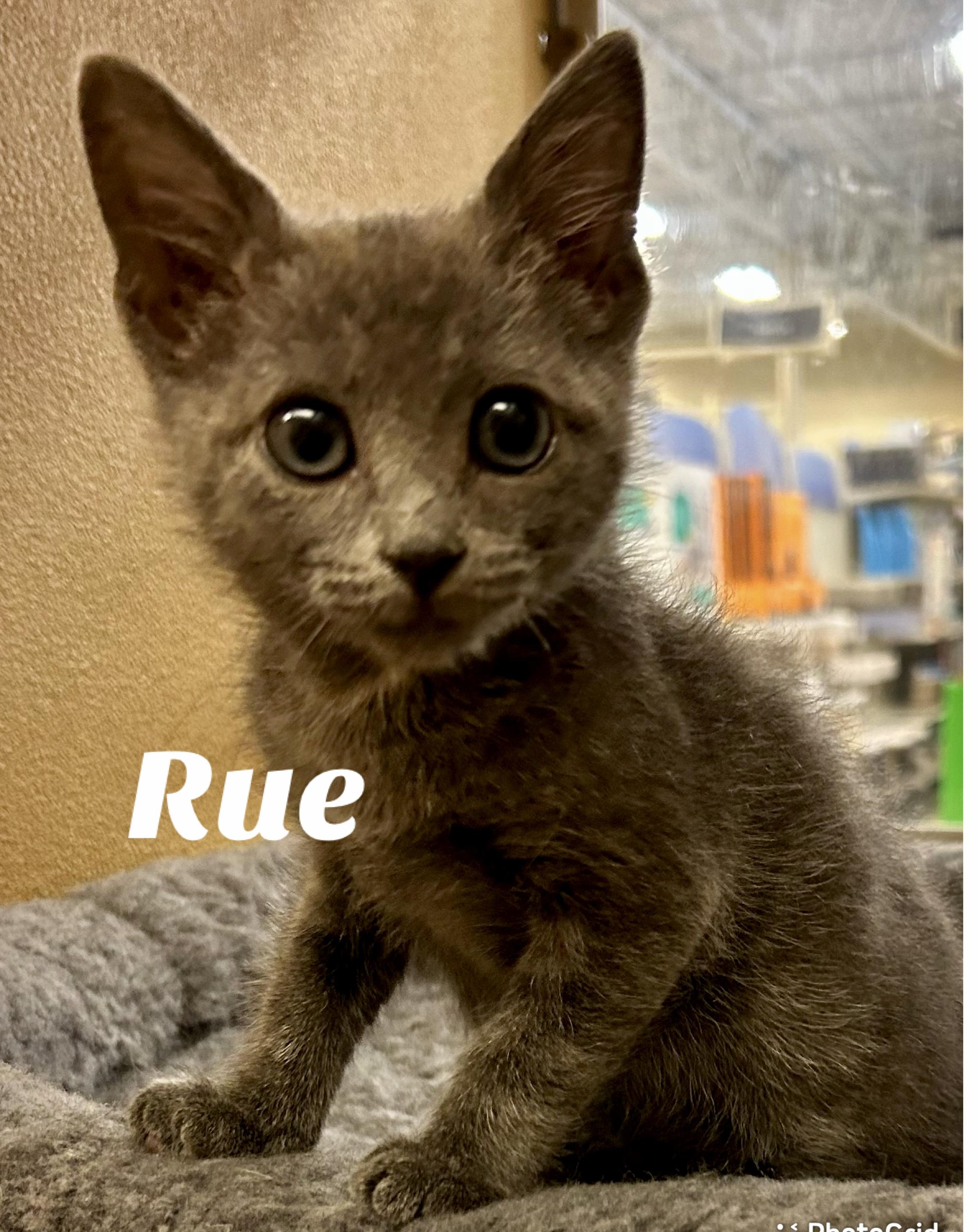 Rue, a Adoptable Domestic Short Hair in Owasso, OK image 1/2