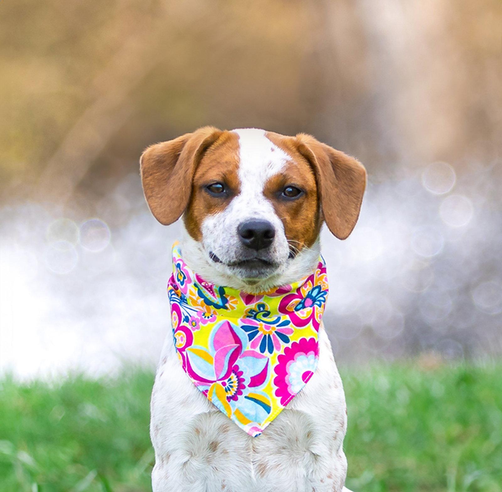 Enlarge Lola, a Adoptable Hound in Coatesville, PA image 1/3