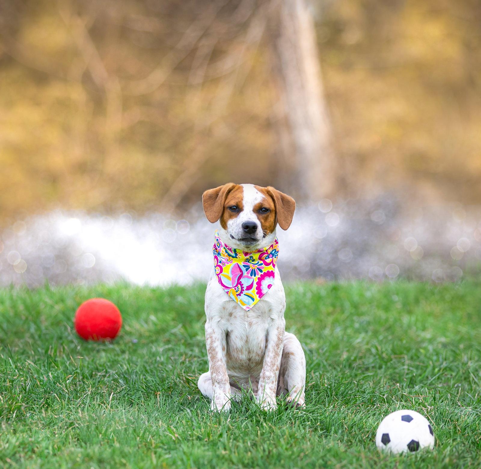 Enlarge Lola, a Adoptable Hound in Coatesville, PA image 2/3