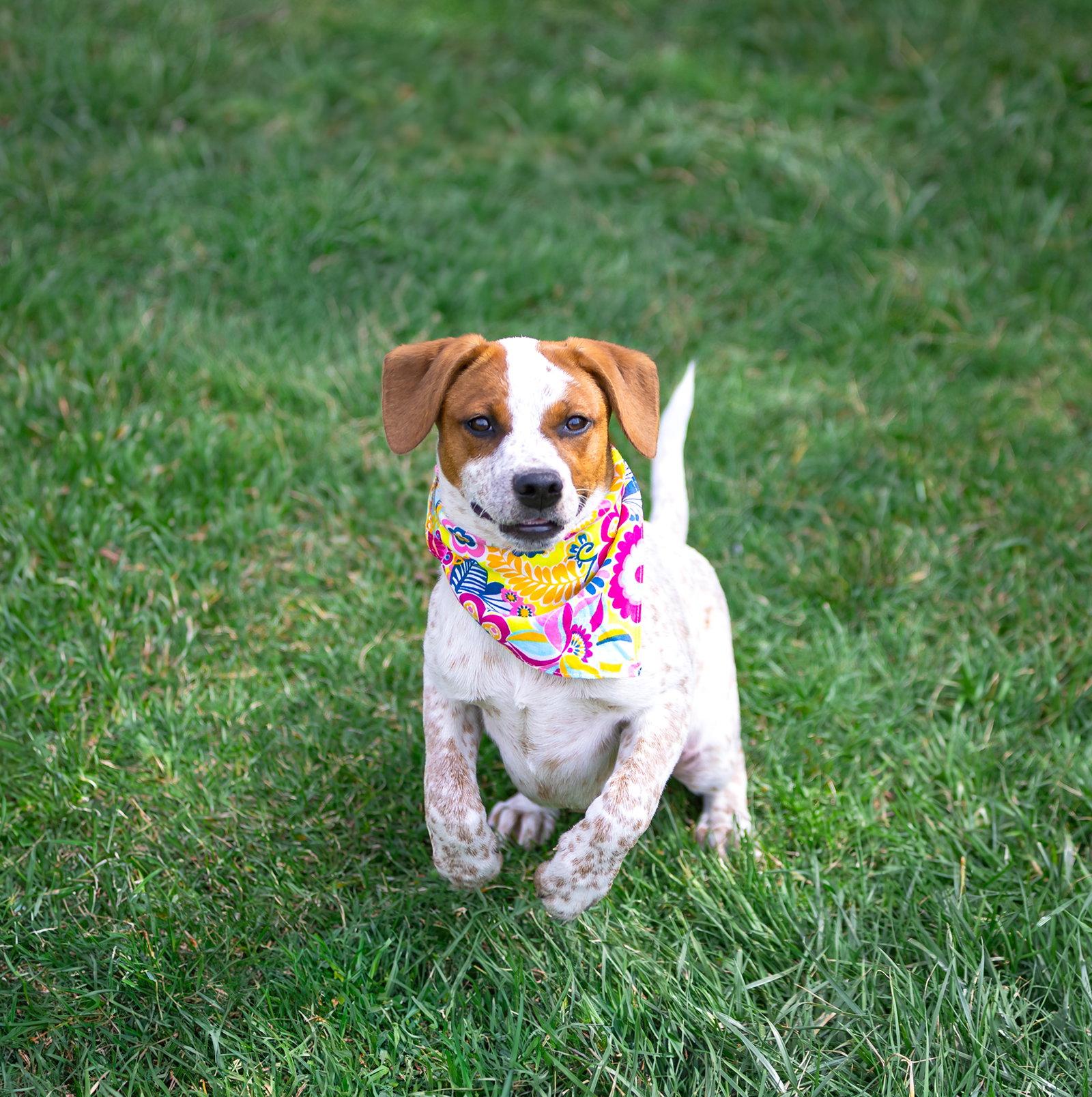 Enlarge Lola, a Adoptable Hound in Coatesville, PA image 3/3