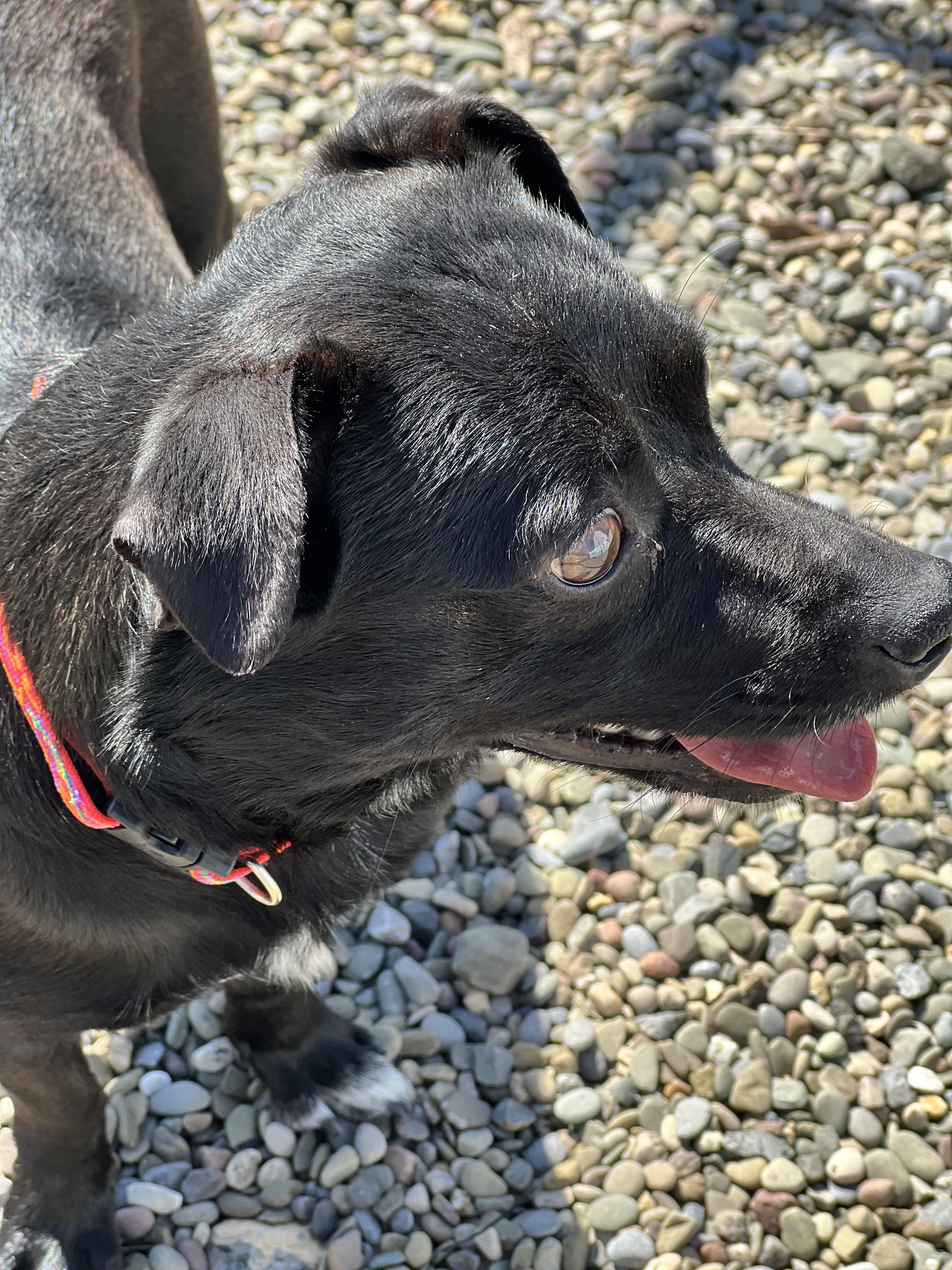 Enlarge Noah, a ADOPTABLE mixed breed in Elmira, NY image 2/3
