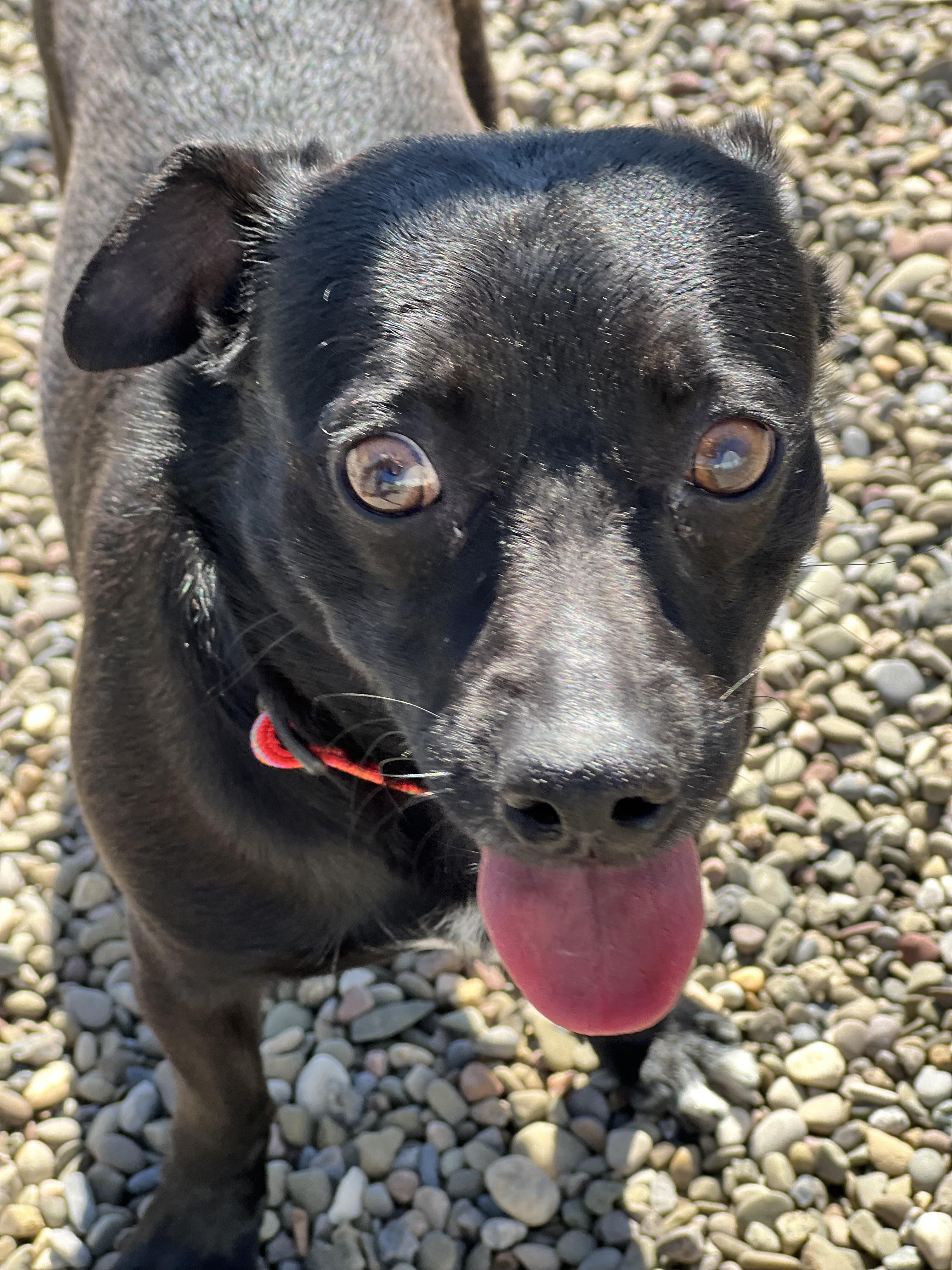 Enlarge Noah, a ADOPTABLE mixed breed in Elmira, NY image 3/3