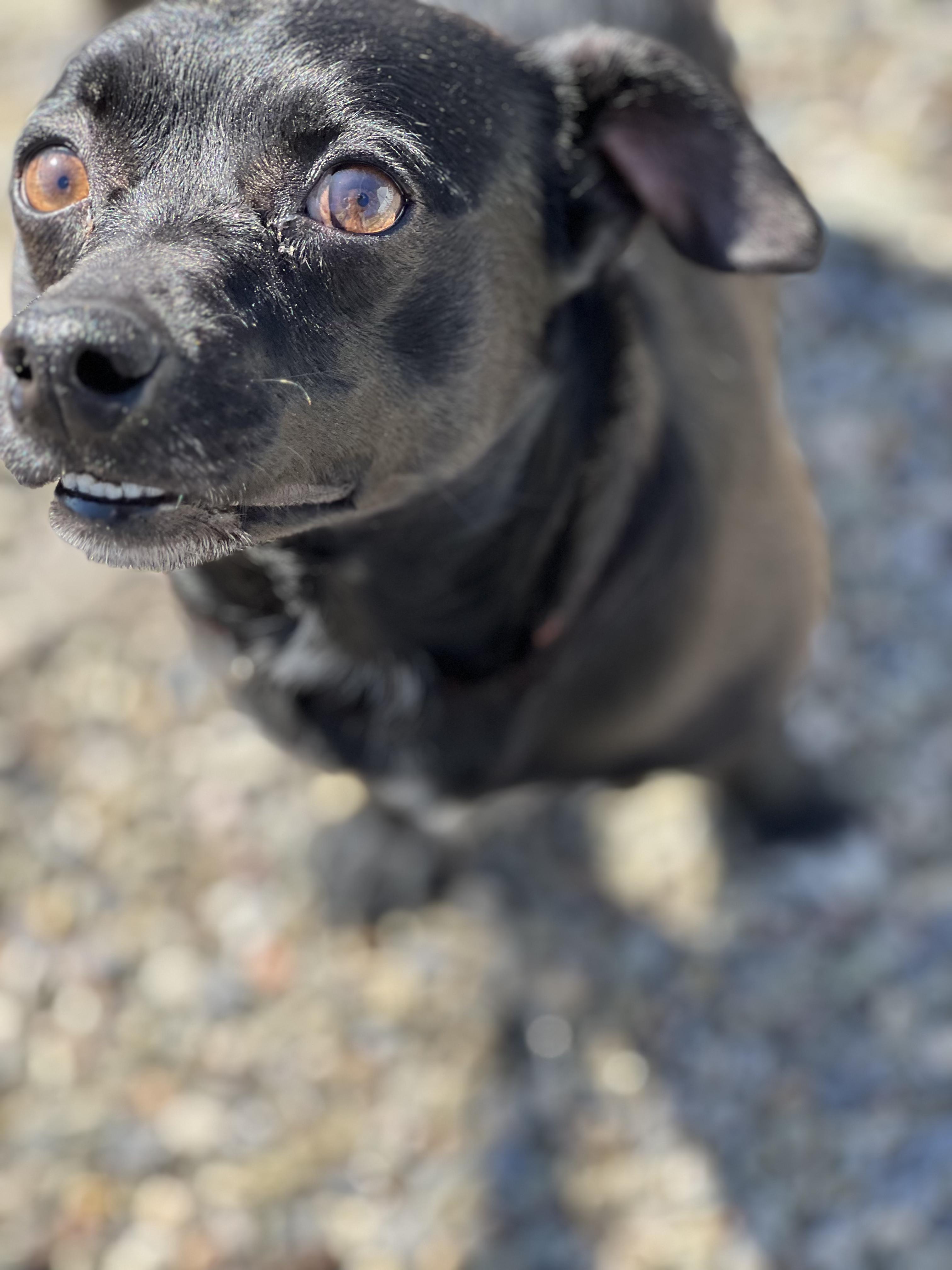 Noah, ADOPTABLE, Adult Male Dachshund & Chihuahua.