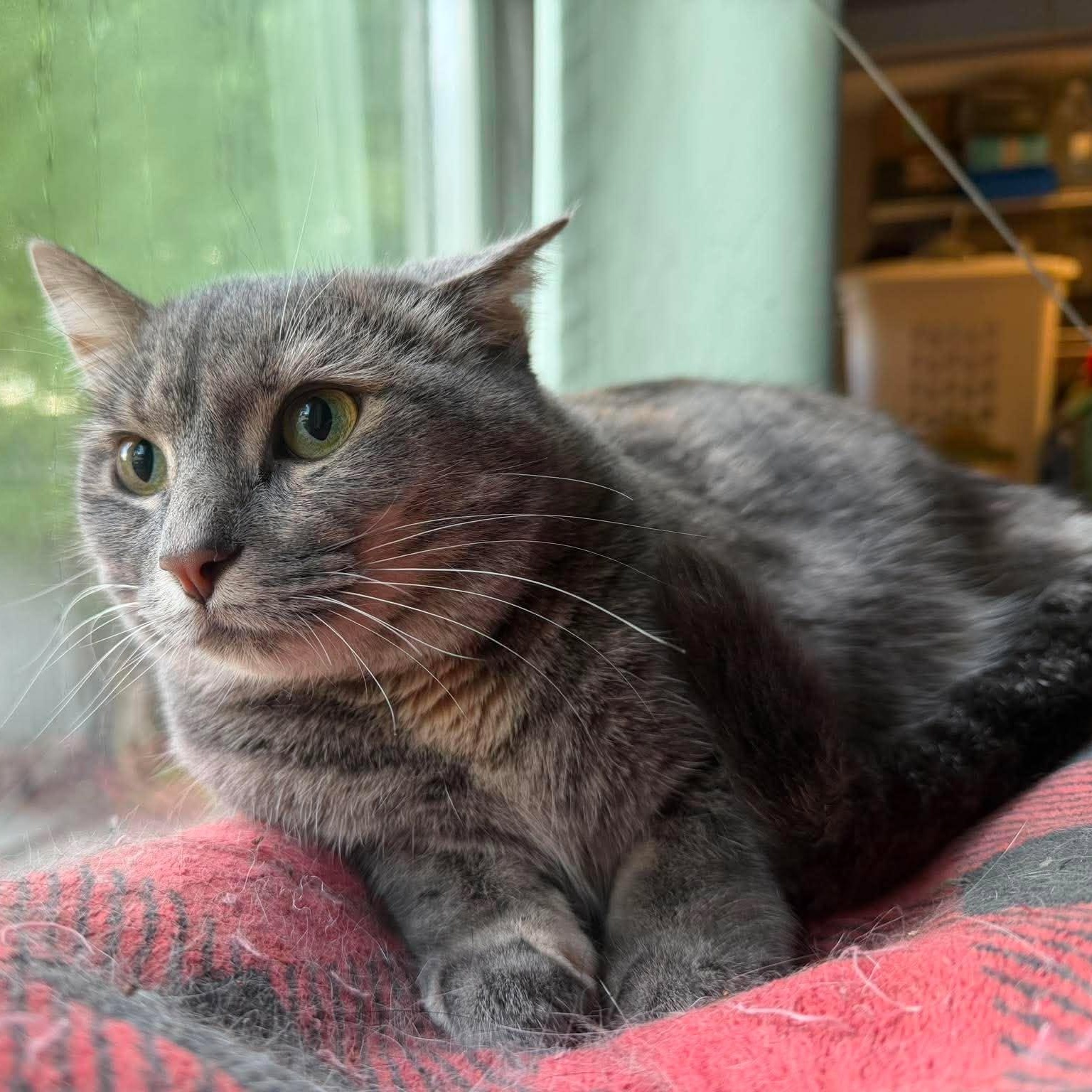 Enlarge Nikki, a ADOPTABLE Domestic Short Hair in Royal Oak, MI image 5/5