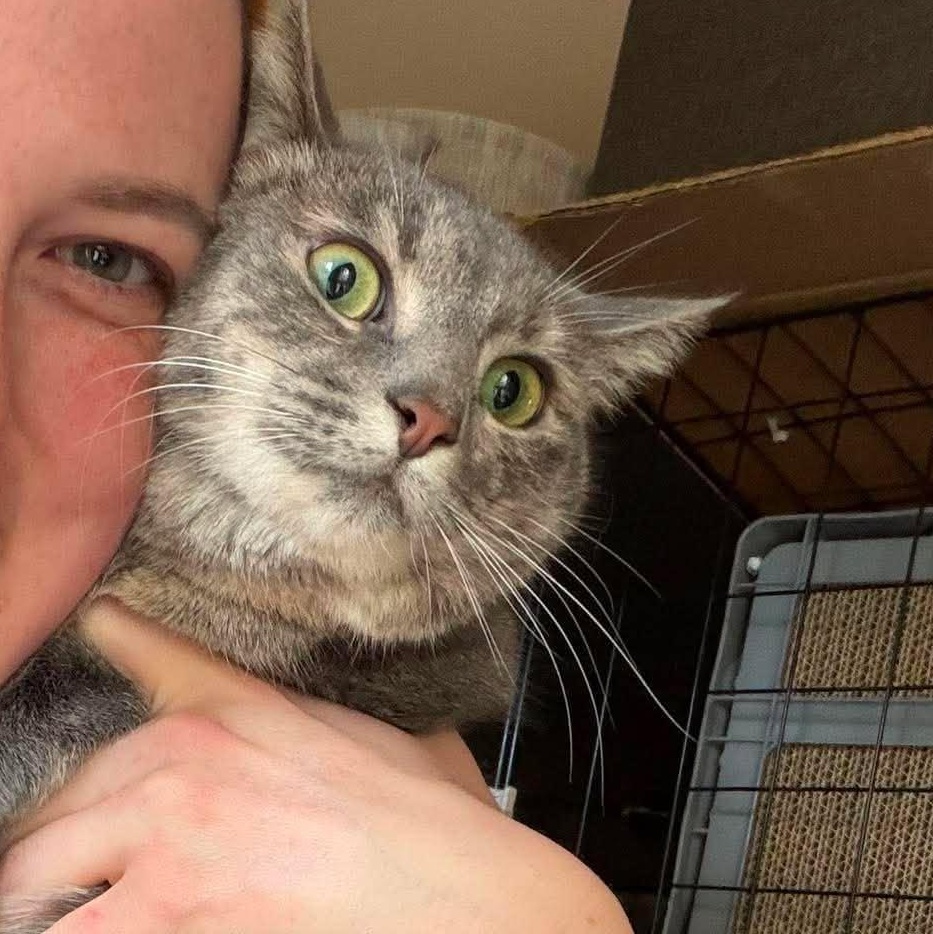 Enlarge Nikki, a ADOPTABLE Domestic Short Hair in Royal Oak, MI image 4/5