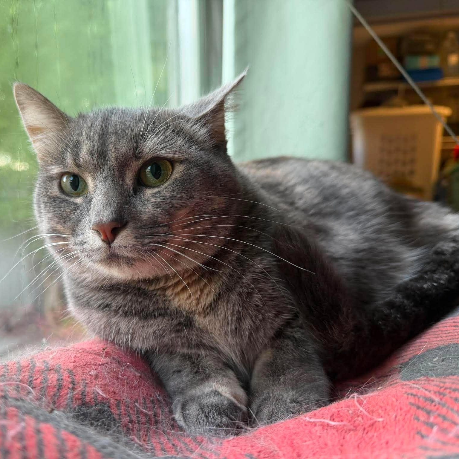 Enlarge Nikki, a ADOPTABLE Domestic Short Hair in Royal Oak, MI image 2/5