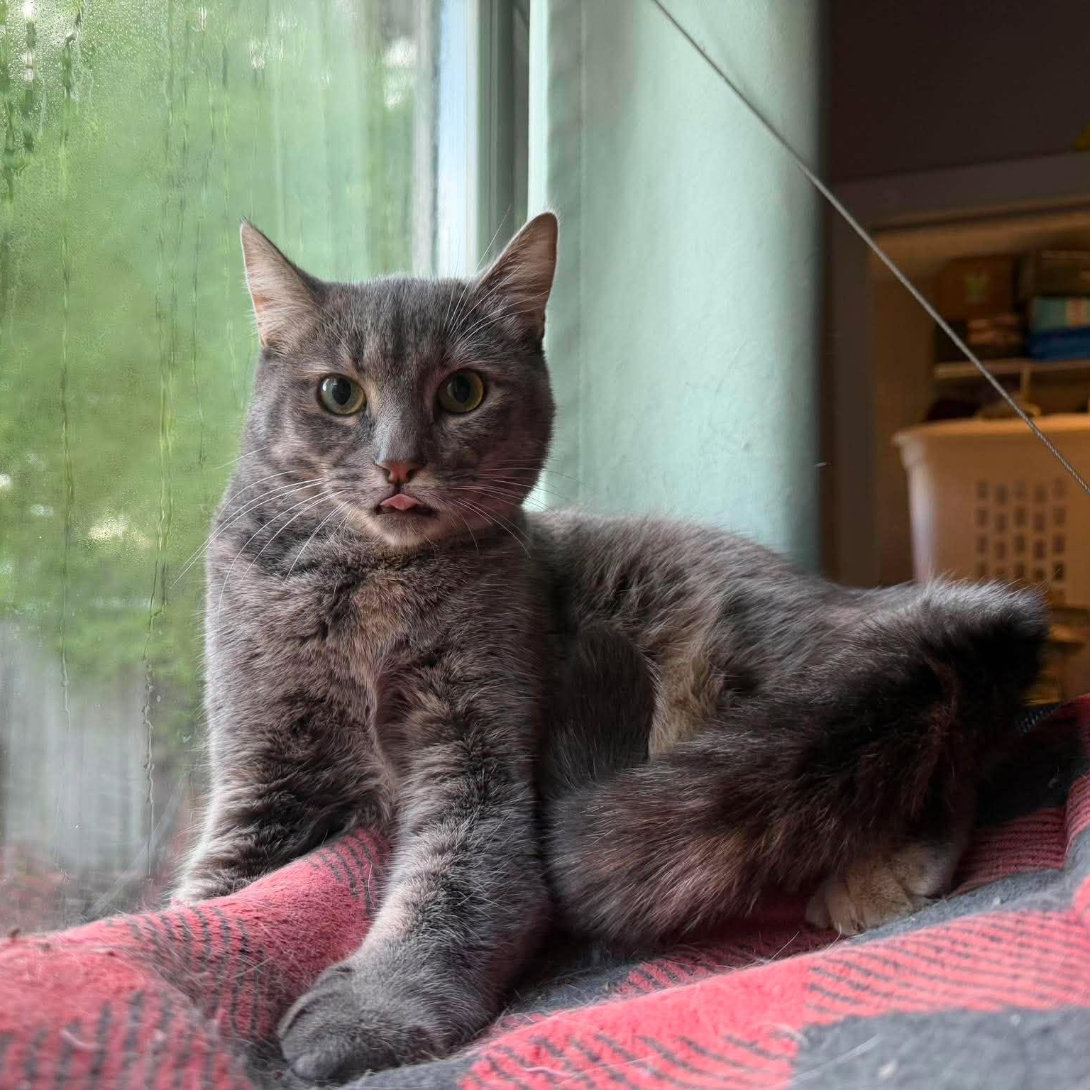 Nikki, ADOPTABLE, Young Female Domestic Short Hair.