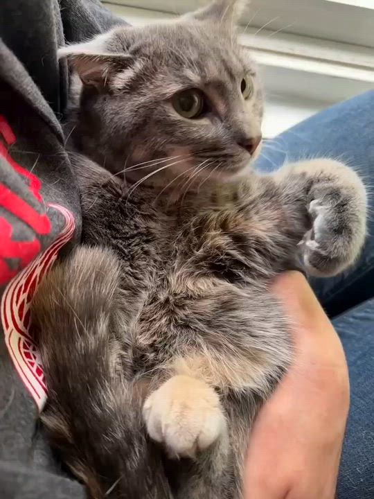 Enlarge Nikki, a ADOPTABLE Domestic Short Hair in Royal Oak, MI video 3/5