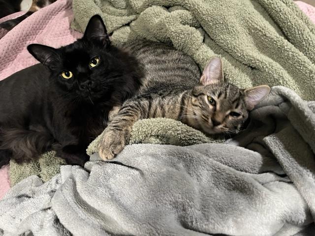 Simon a Big Love, an adoptable Tabby in Eagle Point, OR image 2/5