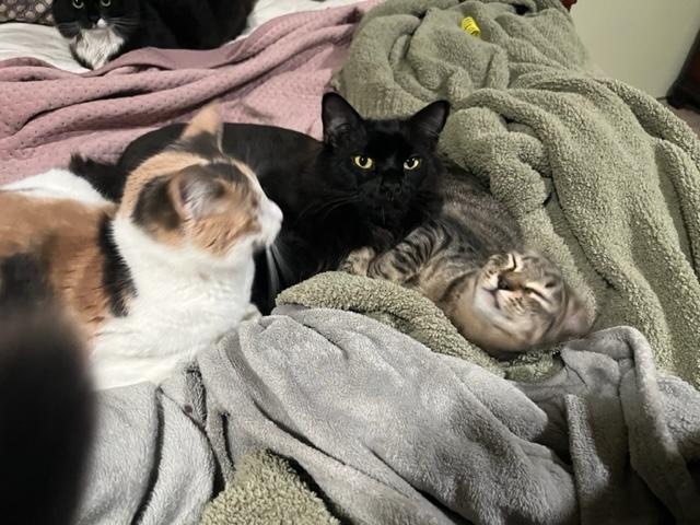 Simon a Big Love, adoptable, Kitten Male Tabby.