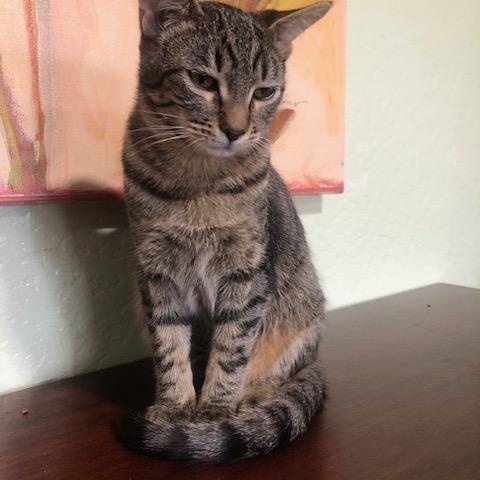 Simon a Big Love, an adoptable Tabby in Eagle Point, OR image 5/5