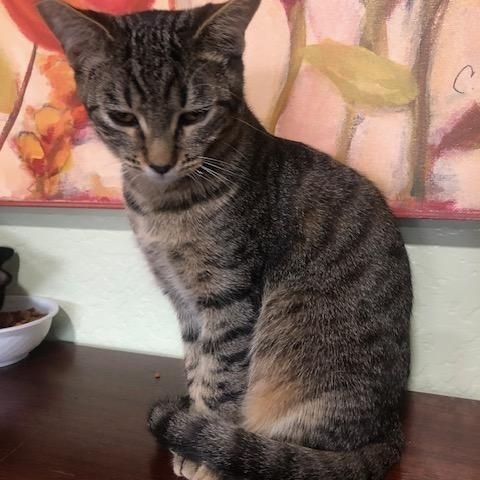 Simon turned into a Big Love, adoptable, Kitten Male Tabby.