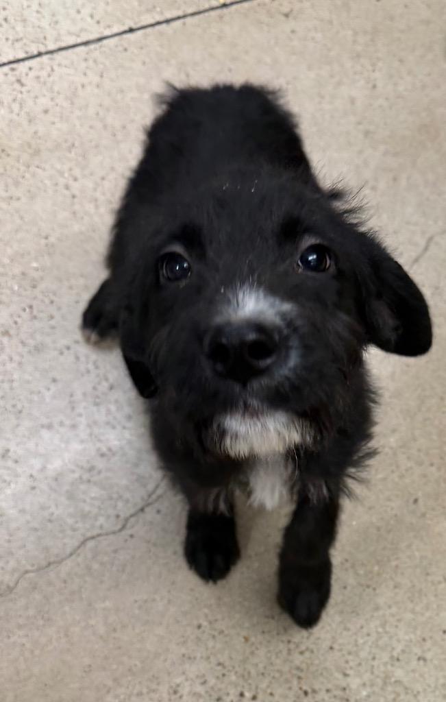 Charlie, Adoptable, Puppy Male Shepherd.