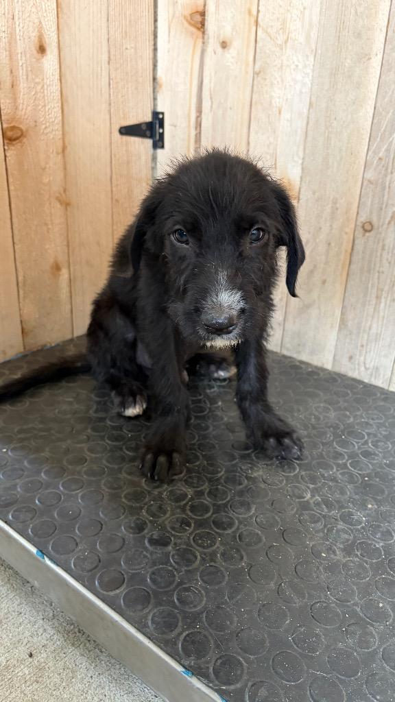Charlie, Adoptable, Puppy Male Shepherd.