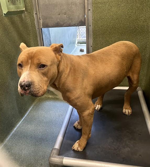 Enlarge BARDOCK, a Adoptable Pit Bull Terrier in Downey, CA image 1/1