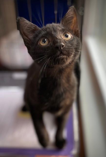 Enlarge Tara w/ Jordan, a Adoptable Domestic Short Hair in Duxbury, MA image 1/4