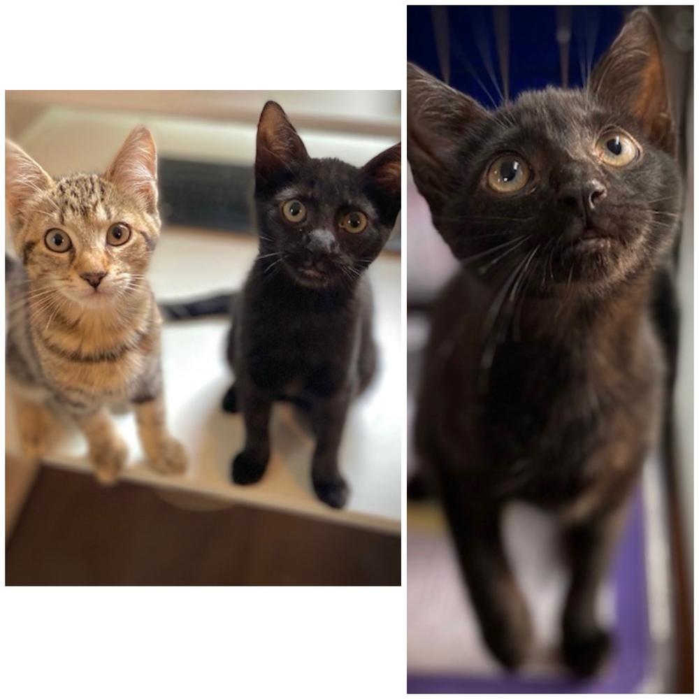 Enlarge Tara w/ Jordan, a Adoptable Domestic Short Hair in Duxbury, MA image 3/4