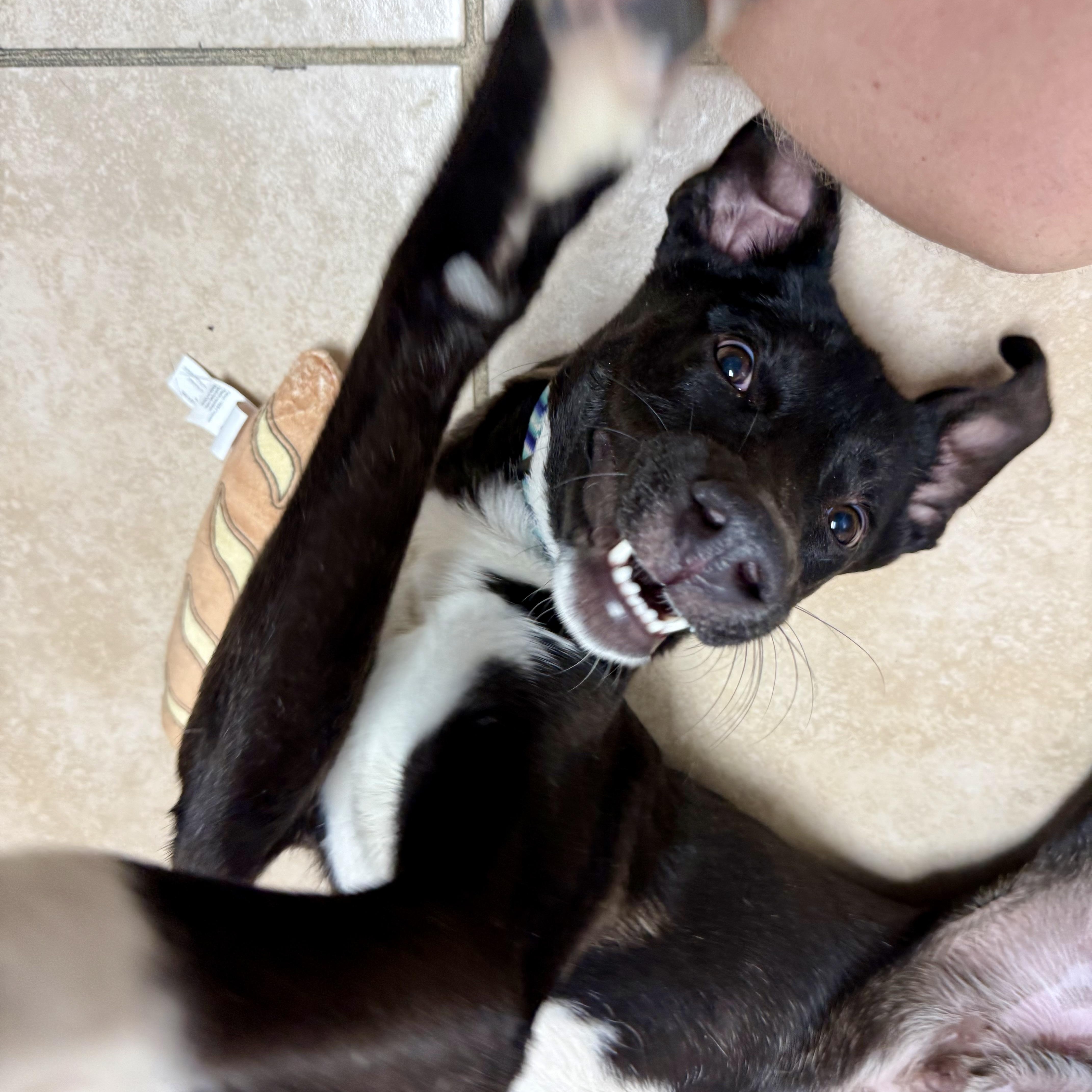 Ari, a ADOPTABLE mixed breed in North Abington Township, PA image 4/4