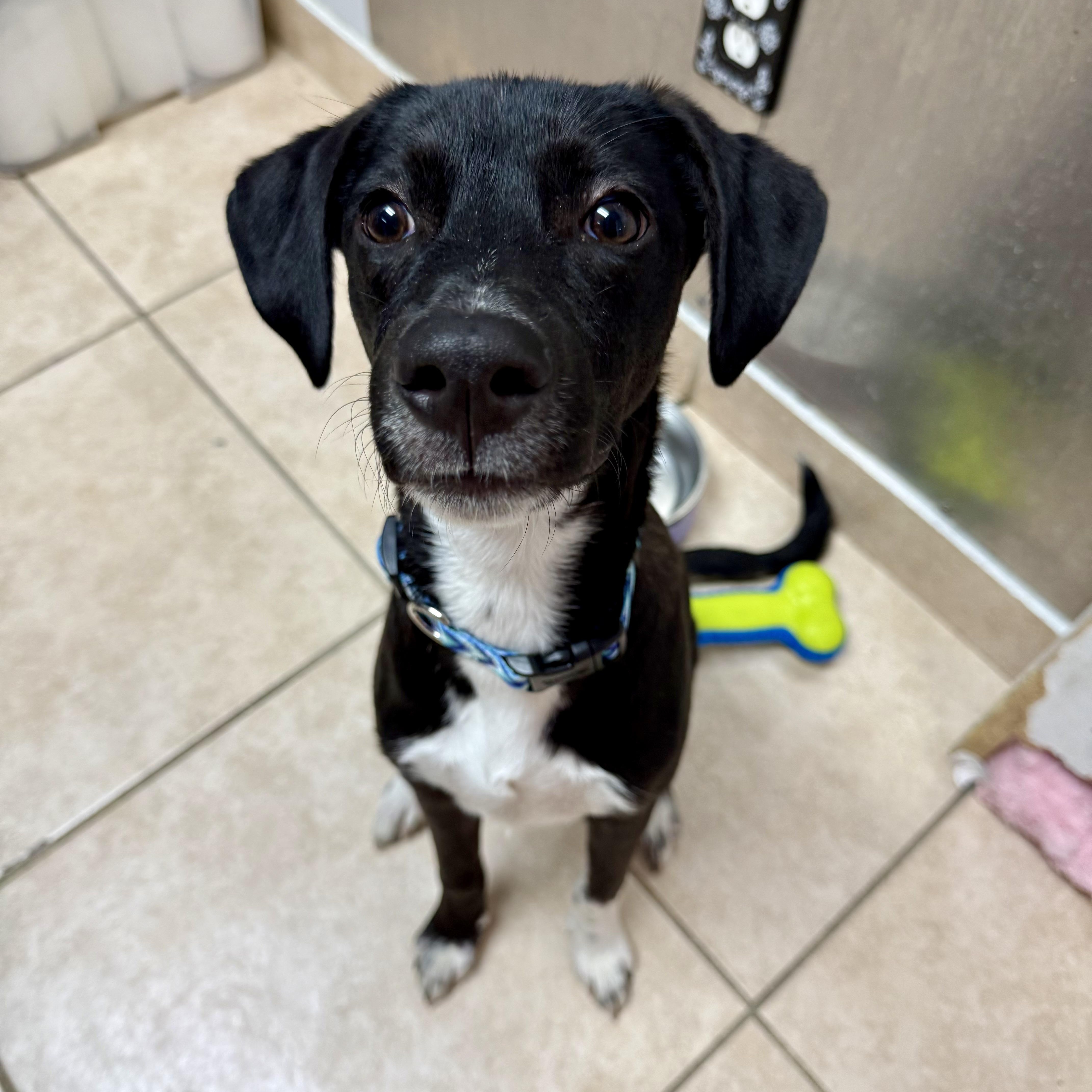 Ari, a ADOPTABLE mixed breed in North Abington Township, PA image 2/4