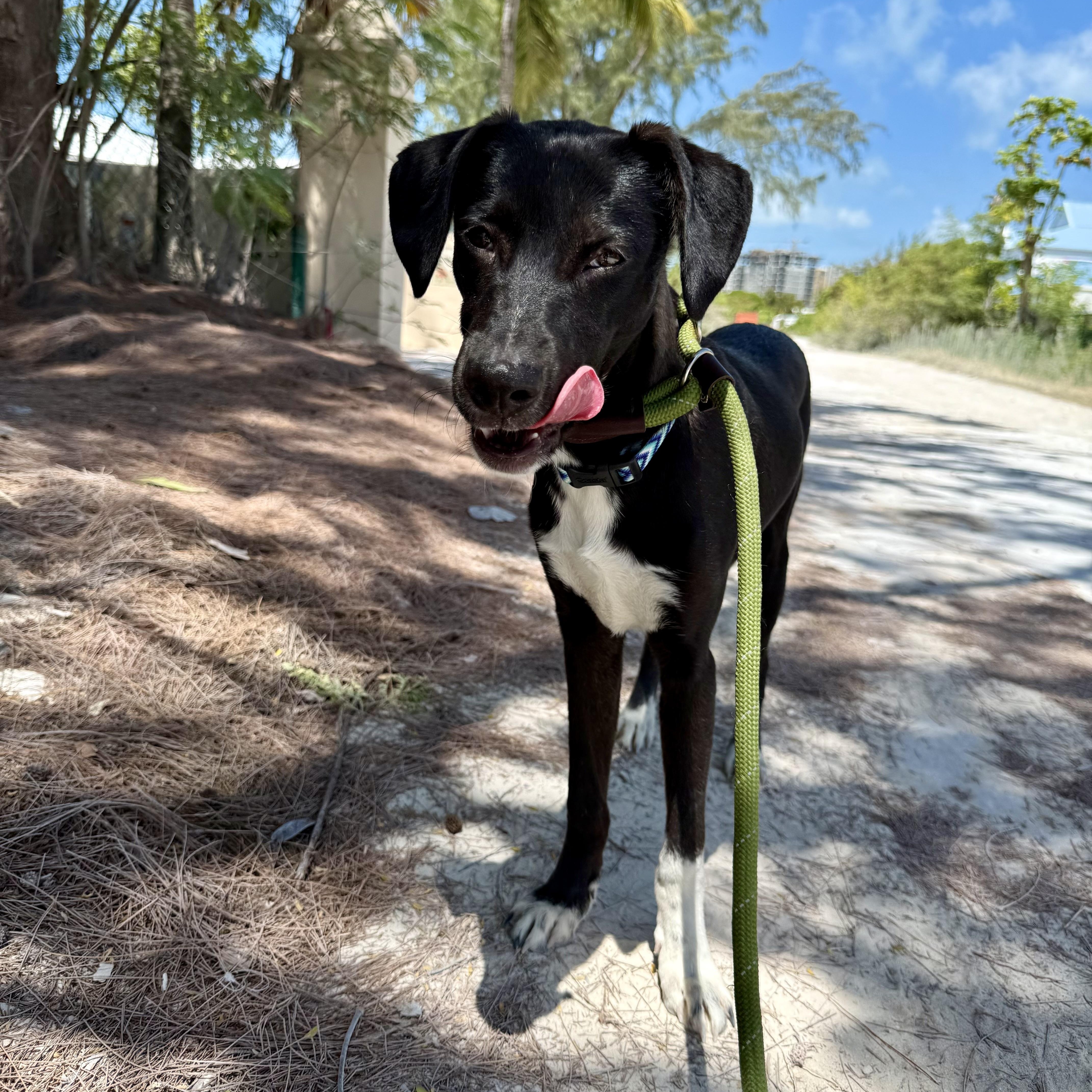Ari, a ADOPTABLE mixed breed in North Abington Township, PA image 3/4