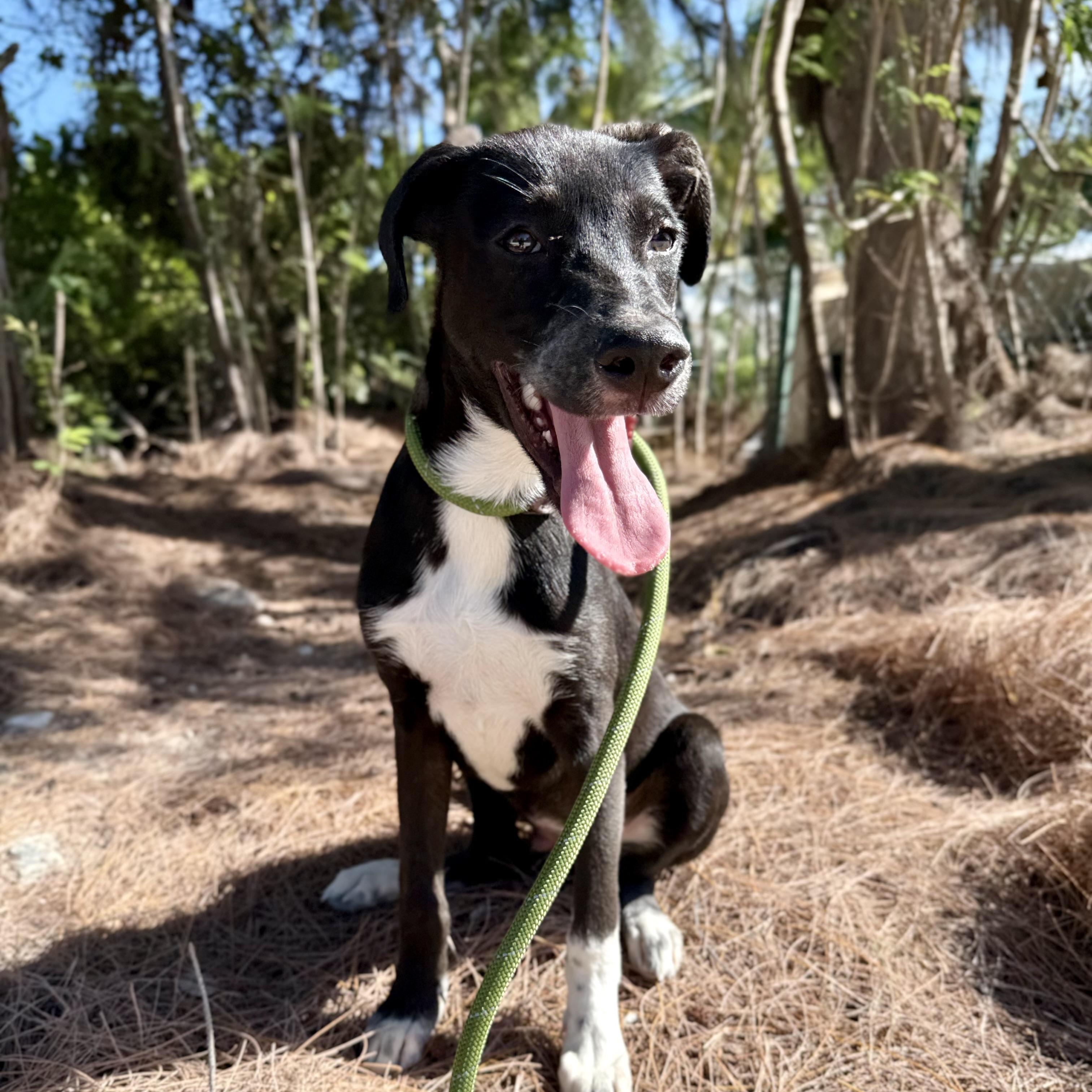 Ari, a ADOPTABLE mixed breed in North Abington Township, PA image 1/4