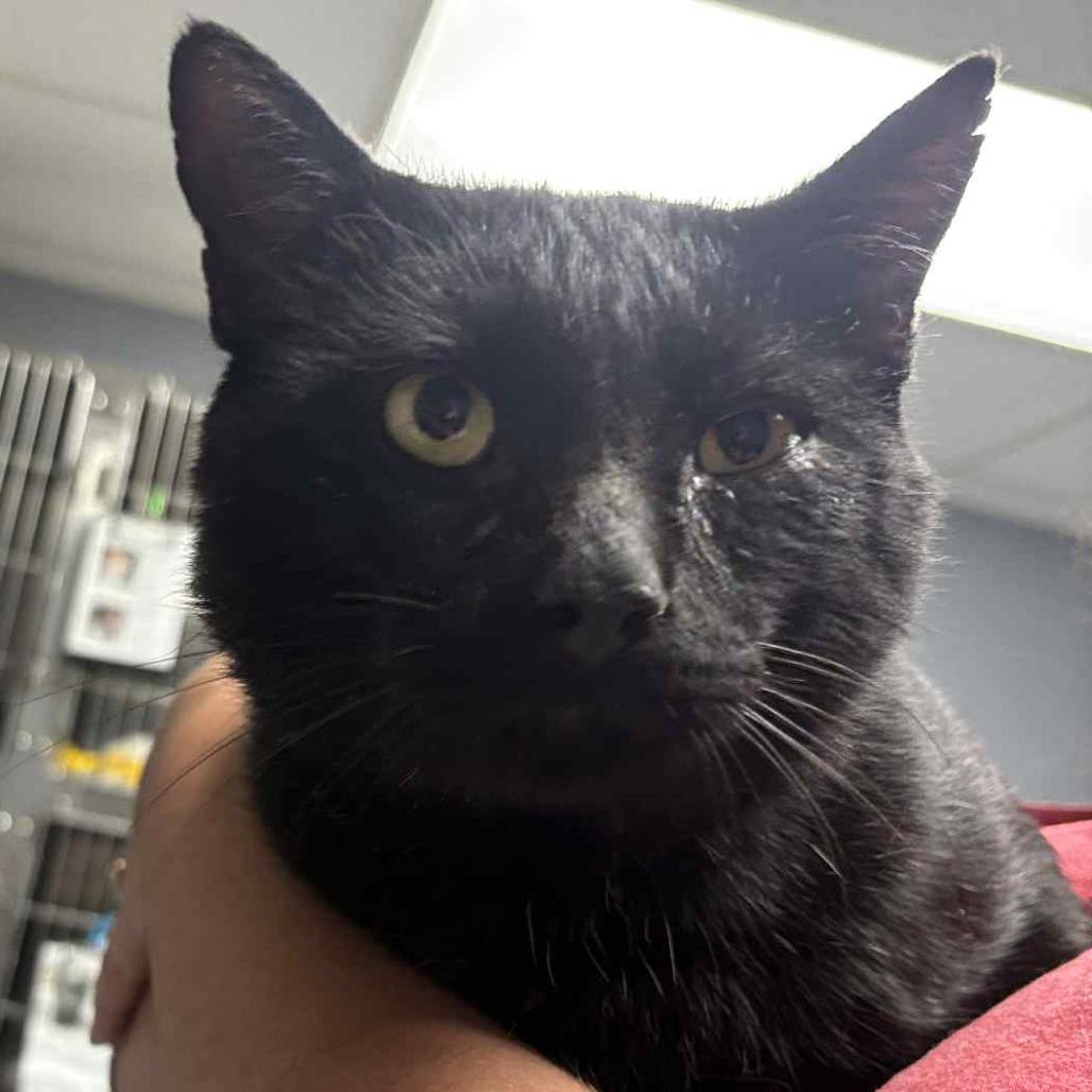 Vader, a Adoptable Domestic Short Hair image 1/3