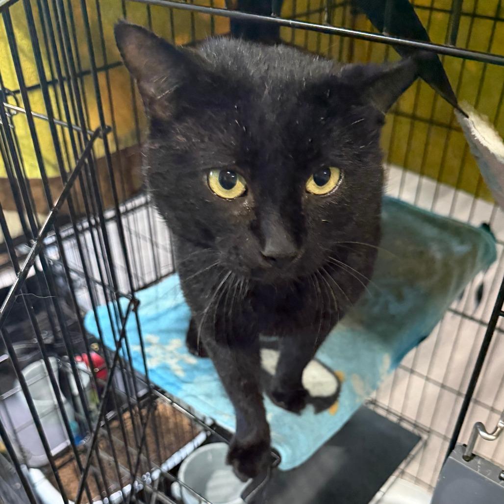 Vader, a Adoptable Domestic Short Hair image 2/3