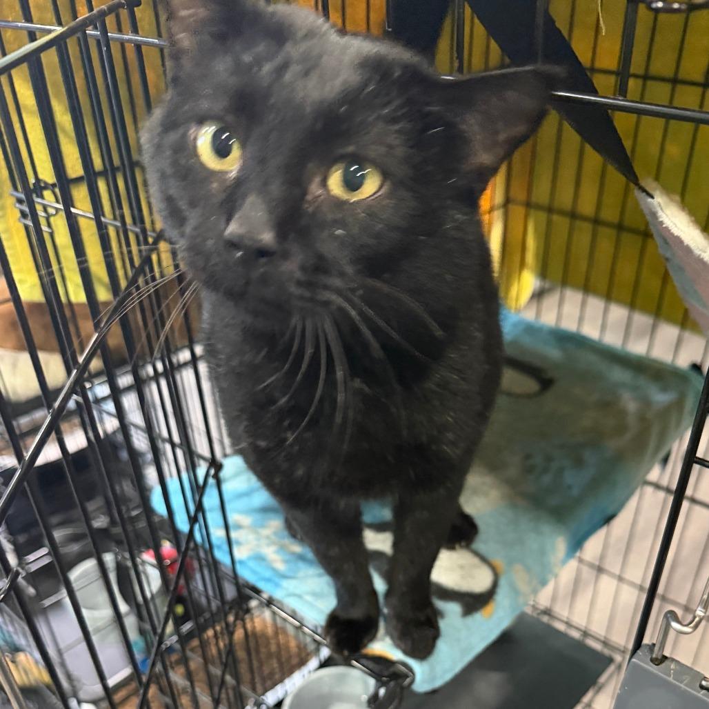 Vader, a Adoptable Domestic Short Hair image 3/3