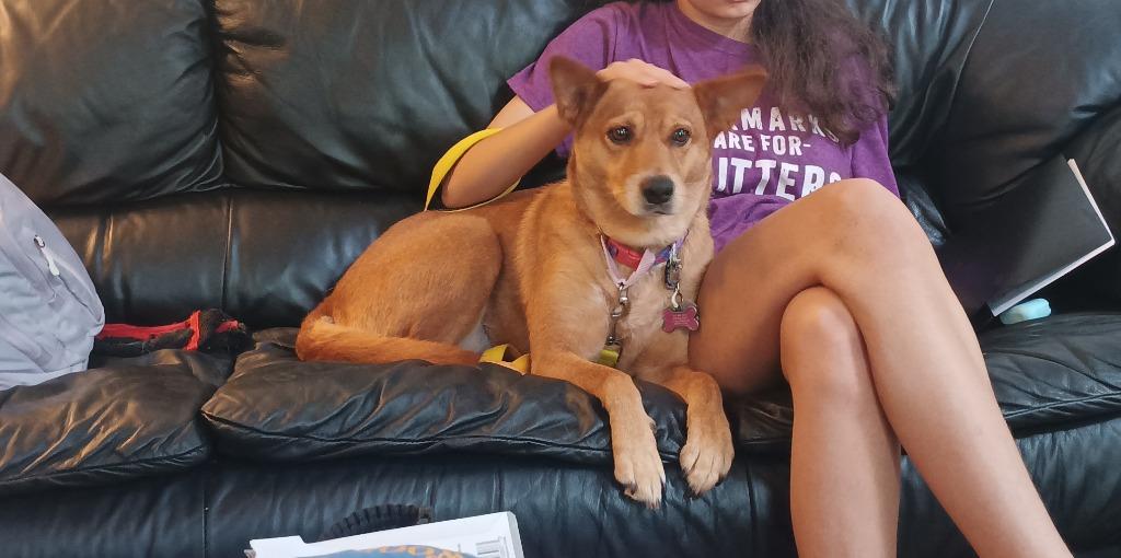Enlarge Abby, a Adoptable mixed breed in Raleigh, NC image 2/6