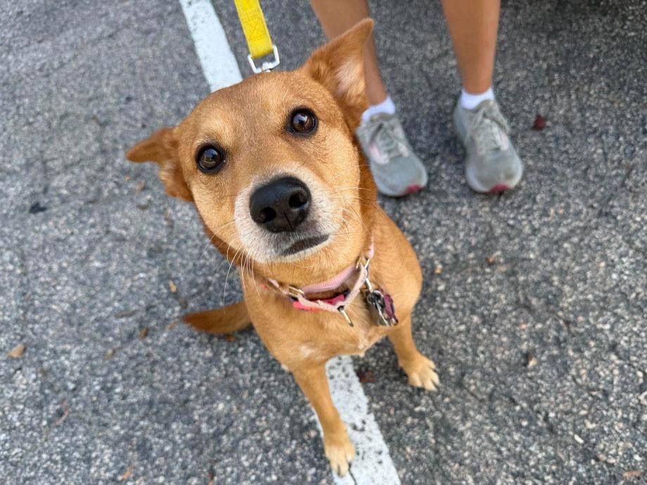 Enlarge Abby, a Adoptable mixed breed in Raleigh, NC image 3/6