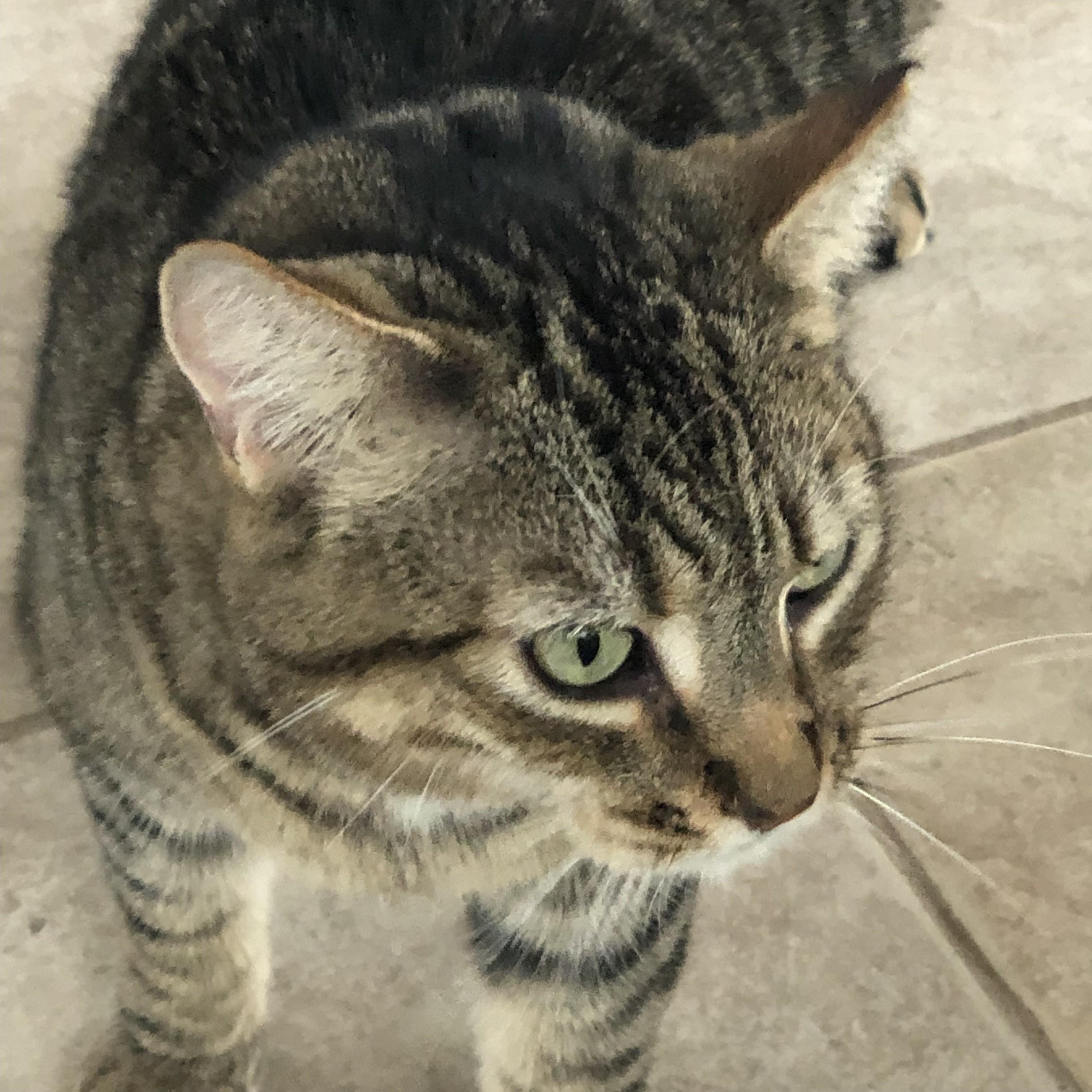 Milo photo 2