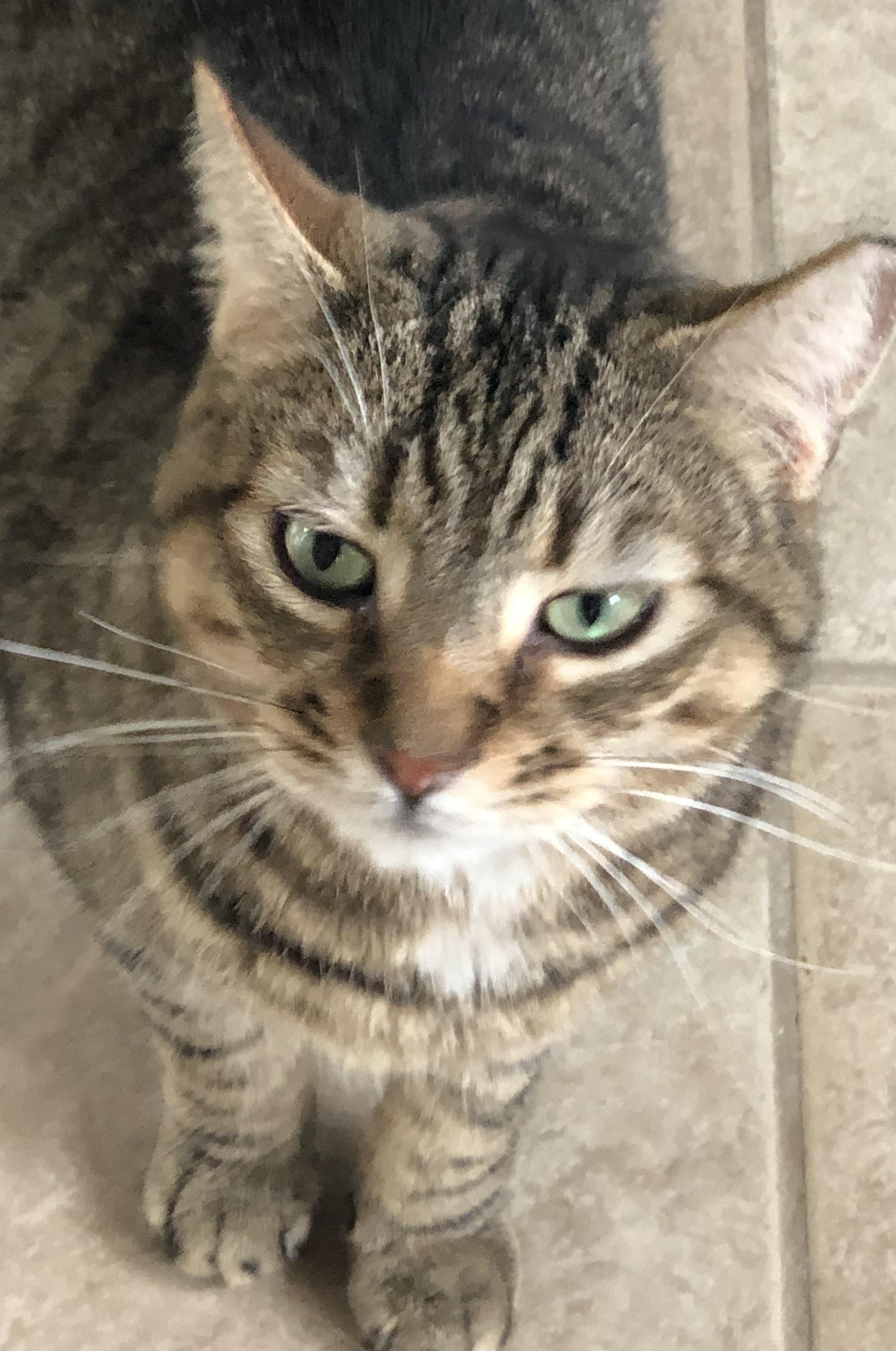 Milo, Adult Male Domestic Short Hair