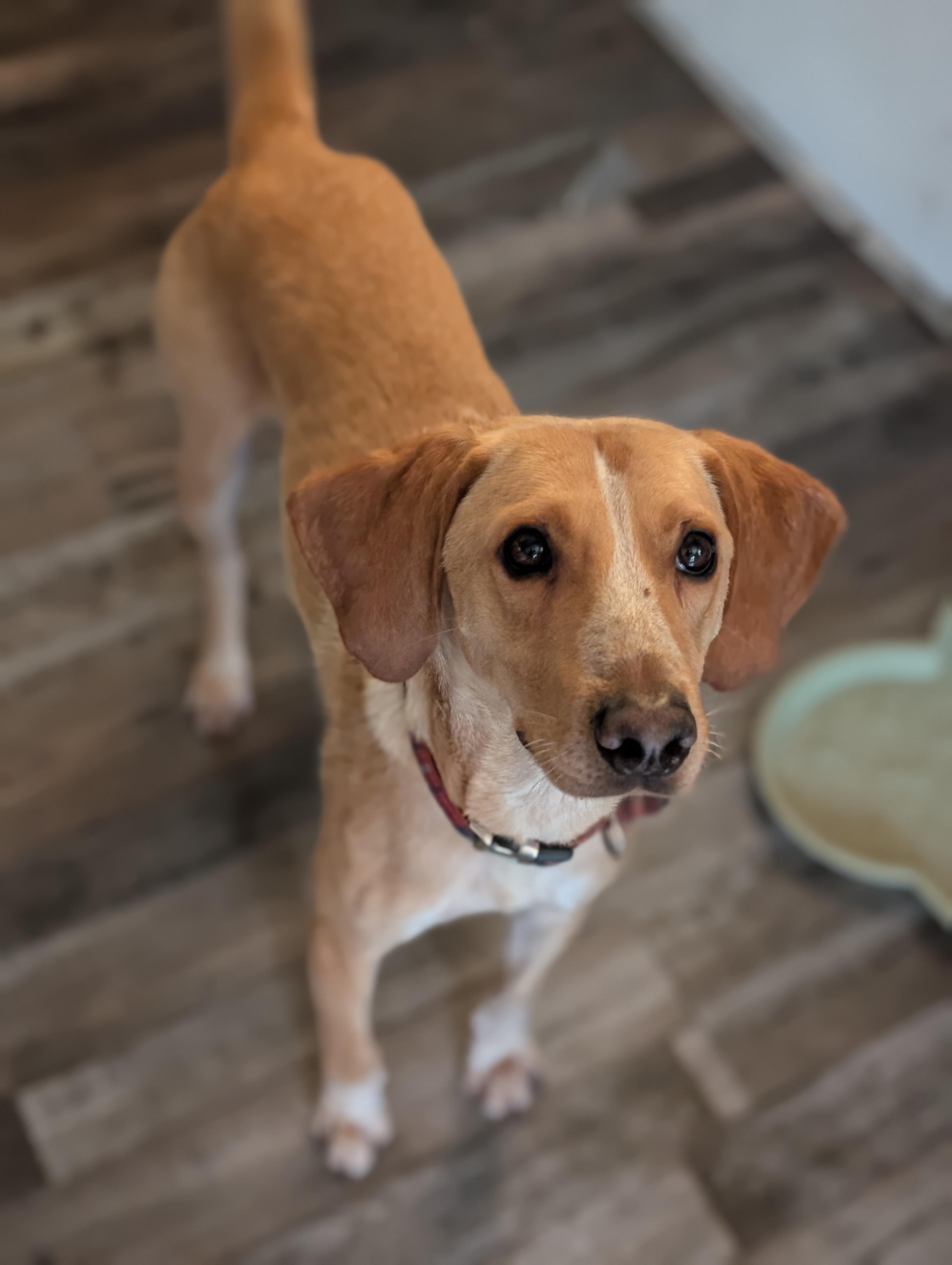 Stanley, a Adoptable mixed breed in Bloomingdale, GA image 1/5