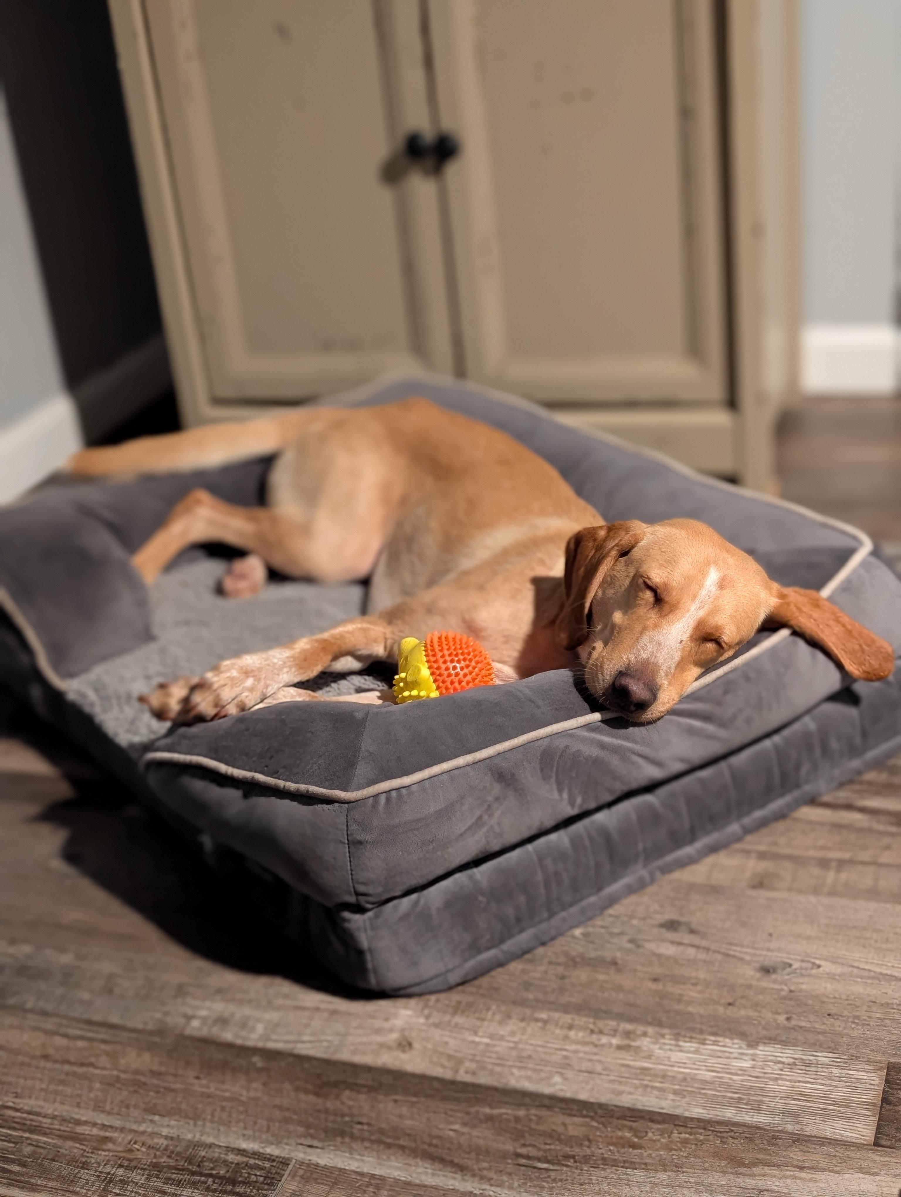 Stanley, a Adoptable mixed breed in Bloomingdale, GA image 2/5