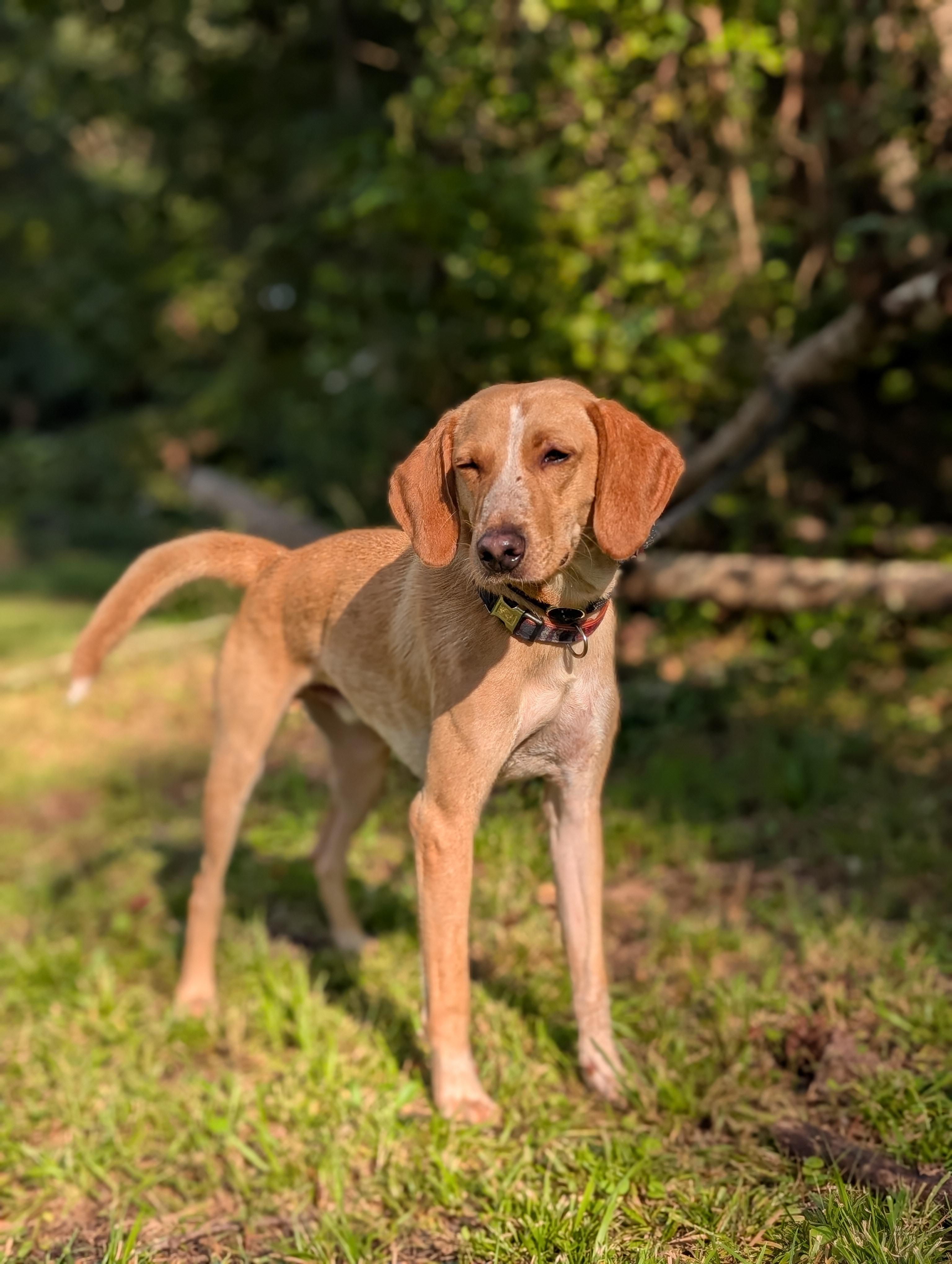 Stanley, Adoptable, Adult Male Hound & Yellow Labrador Retriever.