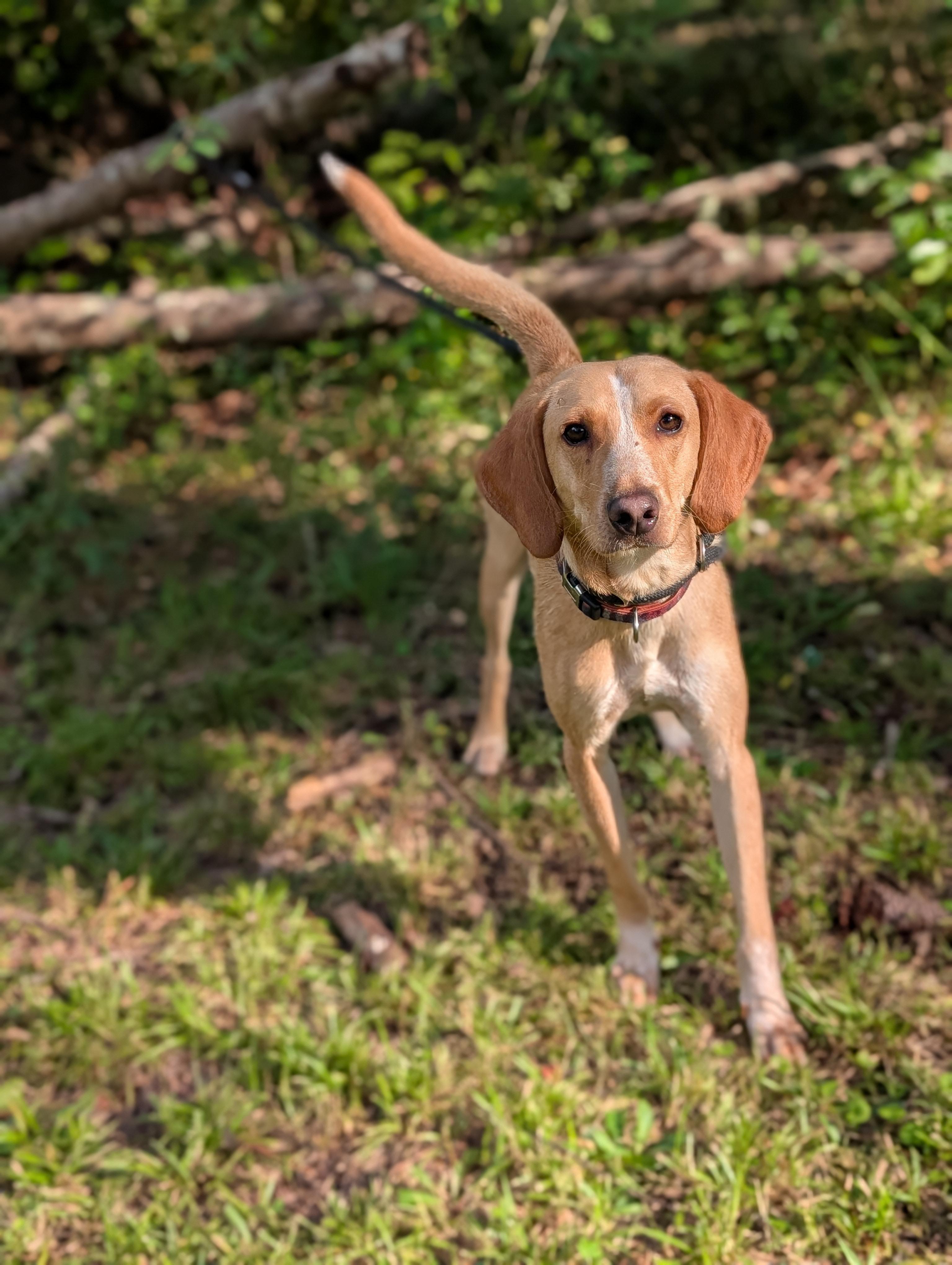 Stanley, a Adoptable mixed breed in Bloomingdale, GA image 4/5