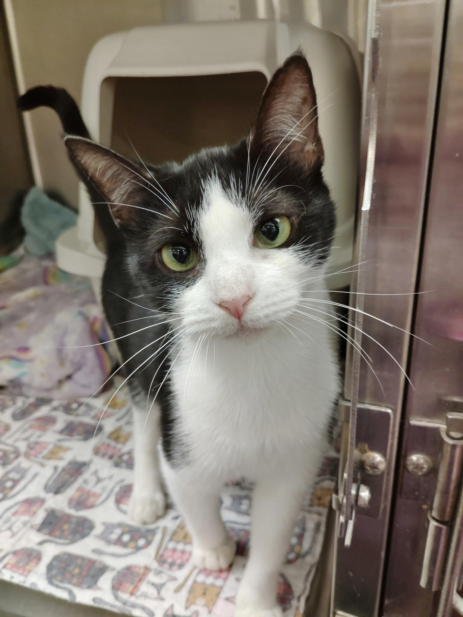 Janey, Adoptable, Young Female Tuxedo.