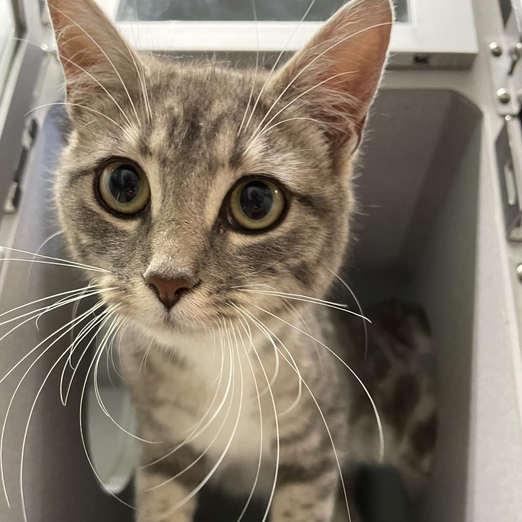 Laurel, Adoptable, Young Female Domestic Short Hair.