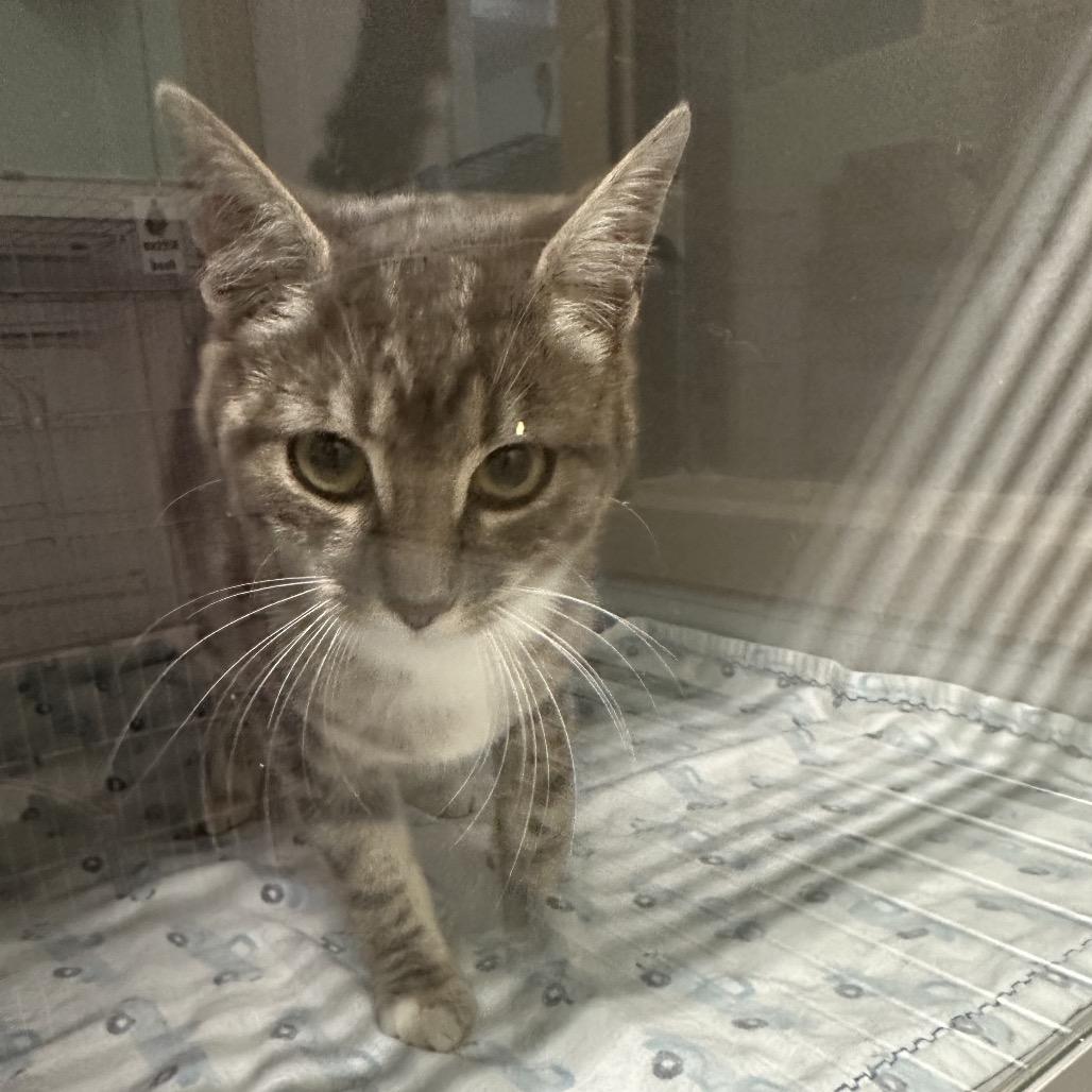 Laurel, a Adoptable Domestic Short Hair in Priest River, ID image 2/2